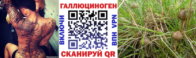 Галлюциногенные грибы Psilocybe  цены наркотик  Шуя 